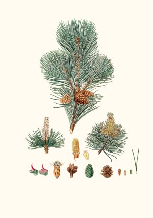 Pinus pumilio - The mugho, or Mountain pine by Aylmer Bourke Lambert Oil Painting