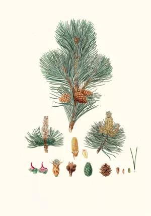 Pinus pumilio - The mugho, or Mountain pine by Aylmer Bourke Lambert Oil Painting