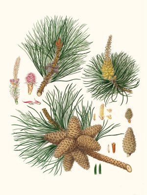Pinus rigida - Three-leaved Virginian pine by Aylmer Bourke Lambert Oil Painting