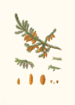 Pinus rubra - Newfoundland red pine by Aylmer Bourke Lambert Oil Painting