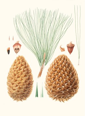 Pinus sabiniana - Great prickly-coned pine. (Digger pine) by Aylmer Bourke Lambert Oil Painting