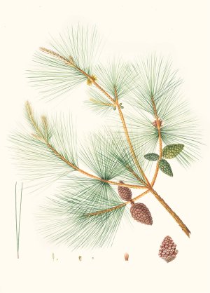 Pinus sinensis - Chinese pine by Aylmer Bourke Lambert Oil Painting