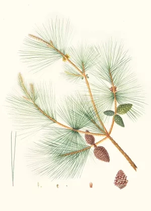 Pinus sinensis - Chinese pine by Aylmer Bourke Lambert Oil Painting