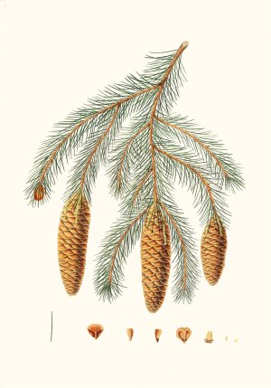 Pinus Smithiana - Himalayan spruce fir by Aylmer Bourke Lambert Oil Painting