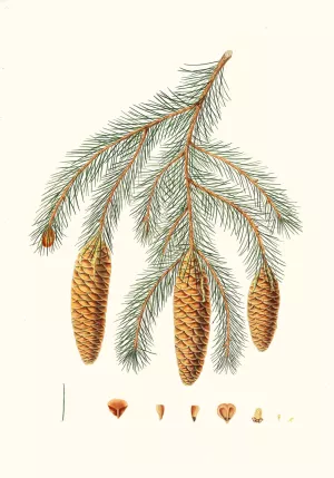 Pinus Smithiana - Himalayan spruce fir by Aylmer Bourke Lambert Oil Painting