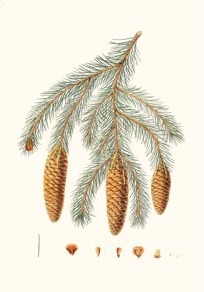 Pinus Smithiana - Himalayan spruce fir by Aylmer Bourke Lambert - Hand-Painted Oil Painting Reproduction
