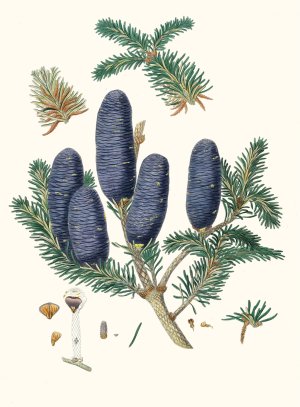 Pinus spectabilis - Purple-coned fir by Aylmer Bourke Lambert Oil Painting