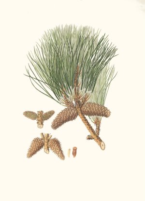 Pinus taeda - Frankincense pine by Aylmer Bourke Lambert Oil Painting