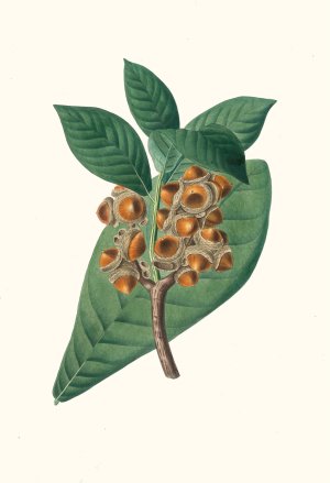 Quercus grandifolia - Magnolia-leaved oak by Aylmer Bourke Lambert Oil Painting