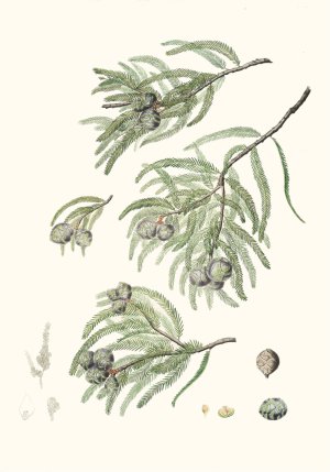 Taxodium distichum - Deciduous cypress by Aylmer Bourke Lambert Oil Painting