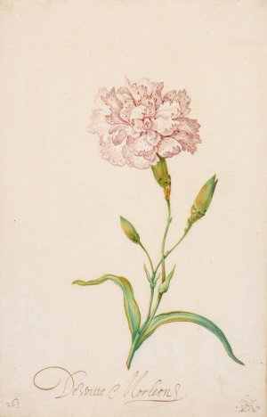 Pink Carnation Oil painting by Balthasar Van Der Ast