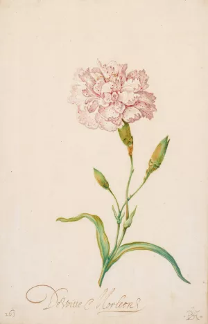 Pink Carnation by Balthasar Van Der Ast Oil Painting