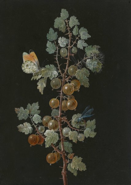 A Branch of Gooseberries with a Dragonfly, an Orange-Tip Butterfly, and a Caterpillar  by Barbara Dietzsch - Hand-Painted Oil Painting Reproduction