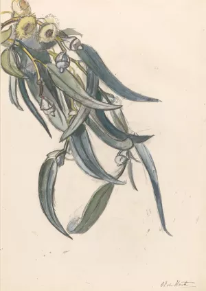 Bloeiende tak van een eucalyptus Oil painting by Barbara Elisabeth Van Houten