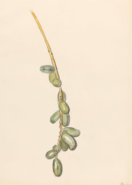 Main Product Photo of Takje van een dadelpalm met groene vruchten  Painting by Barbara Elisabeth Van Houten