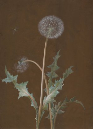 Dandelion by Barbara Regina Dietzsch Oil Painting