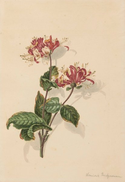 Main Product Photo of Tak wilde kamperfoelie  Painting by Barend Hendrik Thier