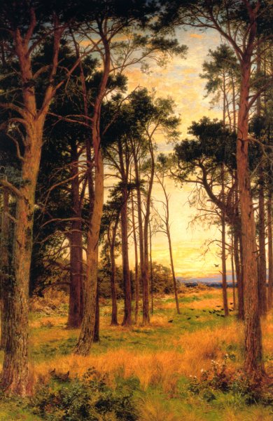 Main Product Photo of Skirt of a Pine Wood Painting by Benjamin Williams Leader