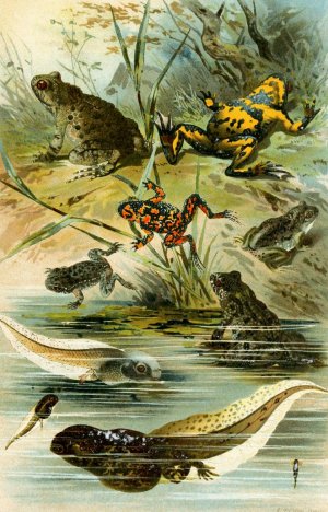 Bombinator pachypus, Bombinator bombinus, Alytes obst, Pelobates fuscus by Bruno Durigen Oil Painting