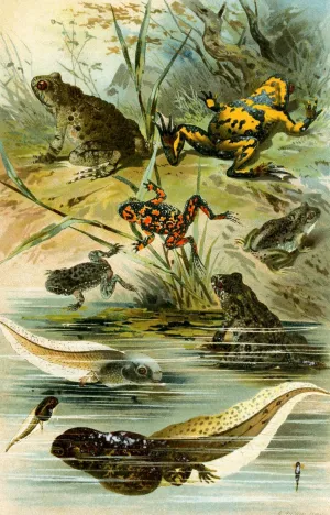 Bombinator pachypus, Bombinator bombinus, Alytes obst, Pelobates fuscus by Bruno Durigen Oil Painting