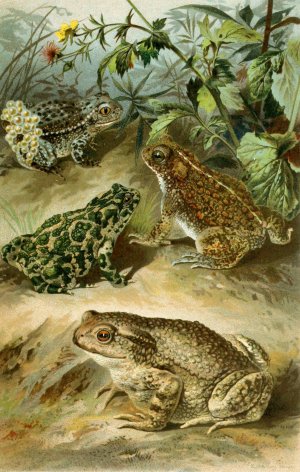 Bufo vulgaris, Bufo viridis, Bufo calamita, Alytes obstetricans by Bruno Durigen Oil Painting