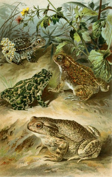 Bufo vulgaris, Bufo viridis, Bufo calamita, Alytes obstetricans  by Bruno Durigen - Hand-Painted Oil Painting Reproduction