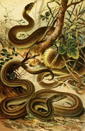 Coluber Aeskulapii, Coronella austriaca by Bruno Durigen Oil Painting