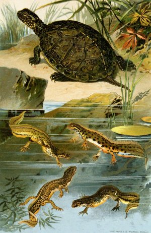 Emys europaea, Triton Vulgaris, Triton Paradoxus by Bruno Durigen Oil Painting