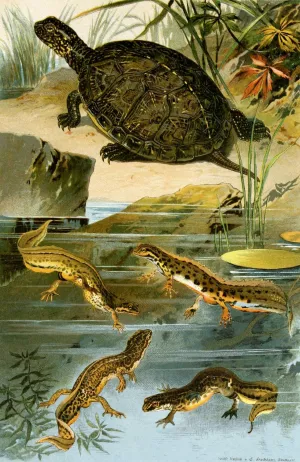 Emys europaea, Triton Vulgaris, Triton Paradoxus by Bruno Durigen Oil Painting