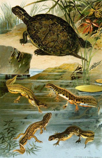Emys europaea, Triton Vulgaris, Triton Paradoxus  by Bruno Durigen - Hand-Painted Oil Painting Reproduction