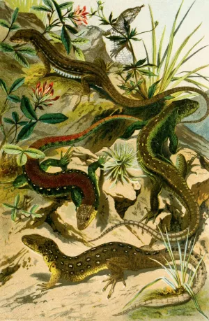 Lacerta agilis, var. erythromotus, Lac. muralis by Bruno Durigen Oil Painting
