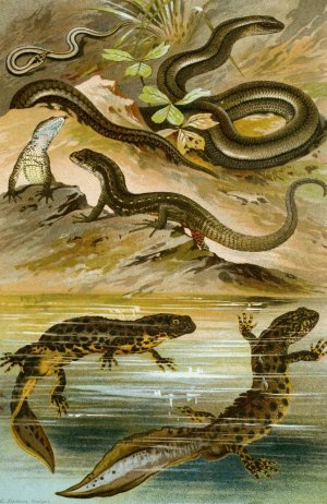 Lacerta vivipara, Triton cristatus, Anguis fragilis by Bruno Durigen Oil Painting