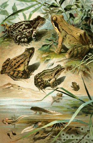 Pelobates fuscus, Rana agilis, Rana arvalis, Rana muta by Bruno Durigen Oil Painting