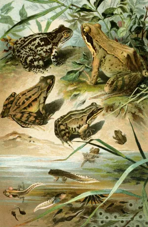 Pelobates fuscus, Rana agilis, Rana arvalis, Rana muta by Bruno Durigen Oil Painting