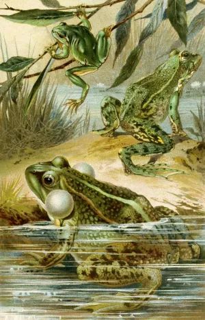Rana esculenta, Rana esculenta ridibunda, Hyla arborea by Bruno Durigen Oil Painting