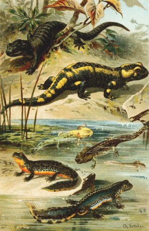 Salamander maculosa, Salamander atra, Triton alpestris by Bruno Durigen Oil Painting