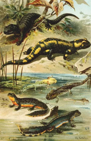Salamander maculosa, Salamander atra, Triton alpestris by Bruno Durigen Oil Painting