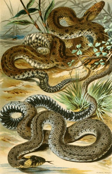 Tropidonotus tessellatus, Tropidonotus natrix  by Bruno Durigen - Hand-Painted Oil Painting Reproduction