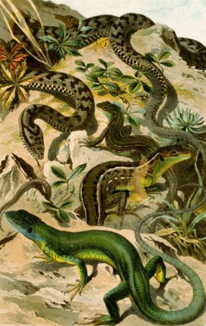 Vipera aspis, Lacerta viridis by Bruno Durigen Oil Painting