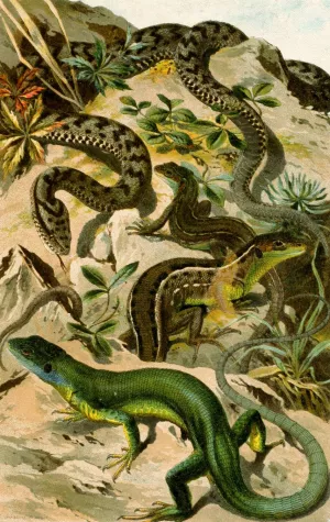 Vipera aspis, Lacerta viridis by Bruno Durigen Oil Painting