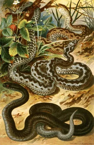 Vipera berus by Bruno Durigen Oil Painting