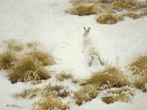 Vinterhare Bland Tuvor by Bruno Liljefors Oil Painting