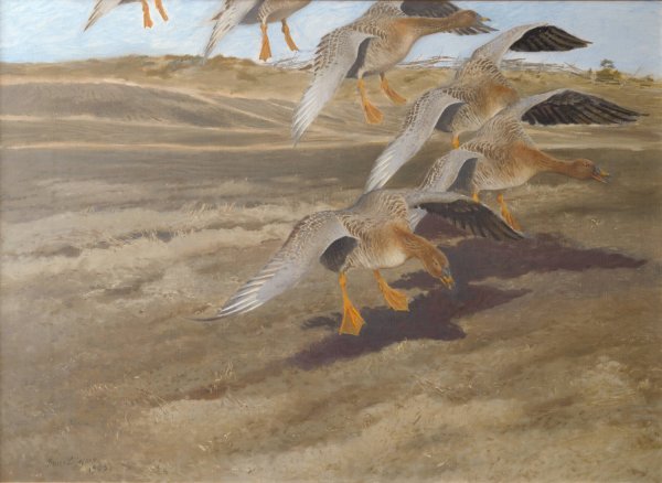 Main Product Photo of Wild Geese  Painting by Bruno Liljefors