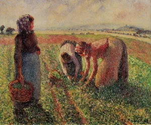 Picking Peas by Camille Pissarro Oil Painting