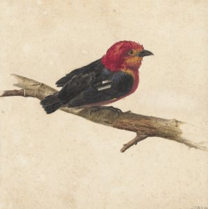 Manakin, de Surinaamse vogel Pipra Aureola by Carel Borchaert Voet Oil Painting