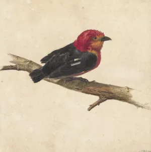 Manakin, de Surinaamse vogel Pipra Aureola by Carel Borchaert Voet Oil Painting