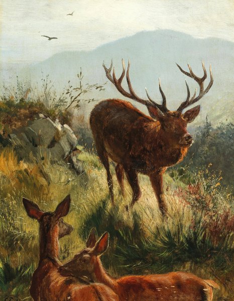 Hirsch und Hirschkuhe am Hugel by Carl Friedrich Deiker - Hand-Painted Oil Painting Reproduction