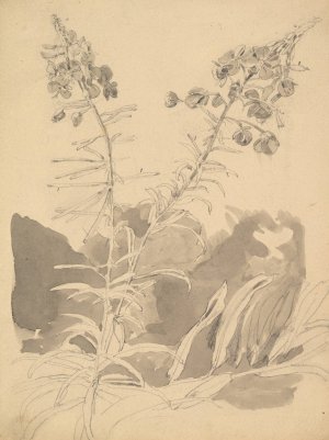 Study of a Willowherb by Carl Gustav Carus Oil Painting