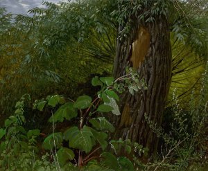 Willow trunk with undergrowth by Carl Gustav Carus Oil Painting