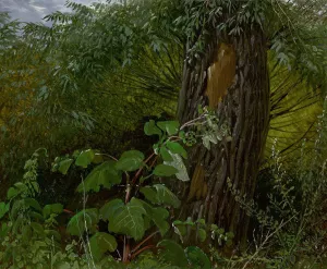 Willow trunk with undergrowth by Carl Gustav Carus Oil Painting